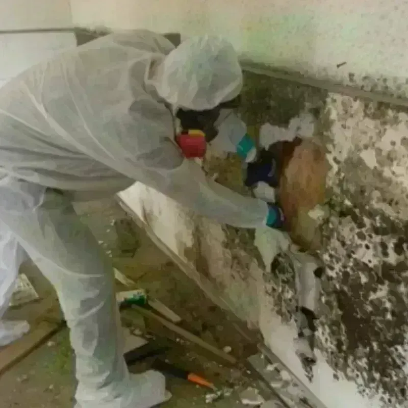 Mold Remediation and Removal in Calumet City, IL